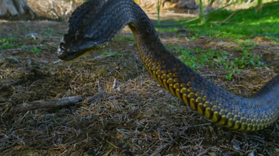 L'isola del serpente assassino