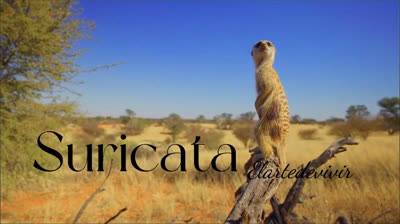 Suricata