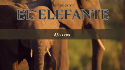 Elefante Afeicano