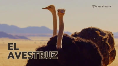 El Avestruz