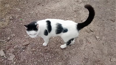 SI ME AMAS BUSCAME (CUMBIA)