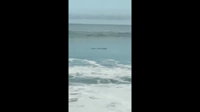 Ce n'est pas un morceau de bois : Attendez la fin de la vidéo pour savoir ce que c'est !!!