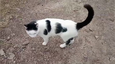 Novia Cumbianchera Si me amas buscame canta Giselle Romina Castillo Vargas