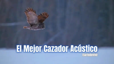 El mejor caszador acustico