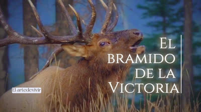 El bramido de la victoria