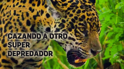 Cazando a otro super Depredator