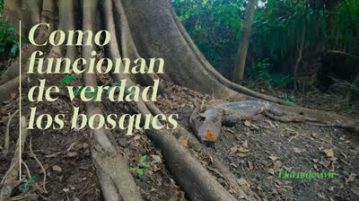Como funcionan de verdad los bosques