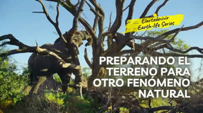 Preparando terreno para otro fenomeno Natural