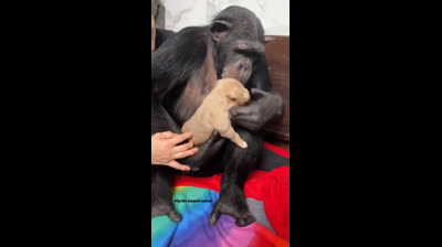 La réaction d'un chimpanzé lorsqu'il rencontre un chiot pour la première fois!!