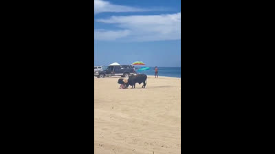 Un taureau attaque un touriste sur une plage au Mexique