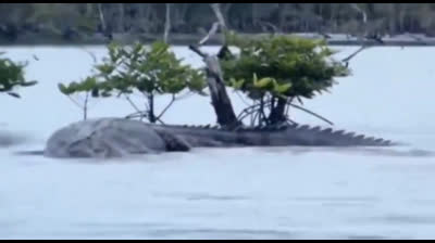 Crocodile géant aperçu en Inde