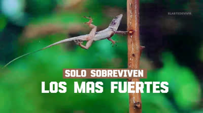 Solo sobreviven los mas fuertes