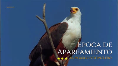 Epoca de apareamiento