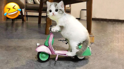 Funny cat|| Cute cat