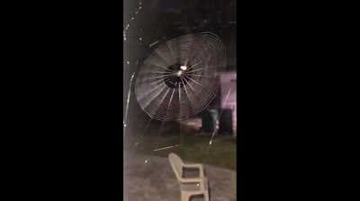 Une araignée crée sa propre toile