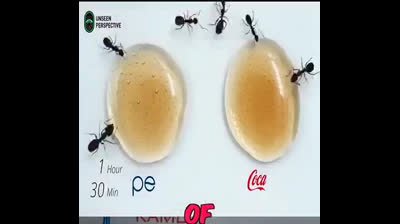 Coca Cola vs Pepsi : Version Fourmis