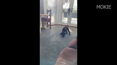 Hilarious Videos That Will Make You Laugh Non-Stop