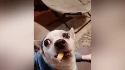 Funny Videos to De-Stress