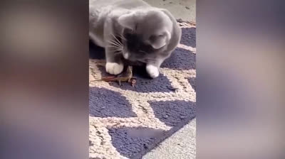 Guaranteed Humor: Funny Videos