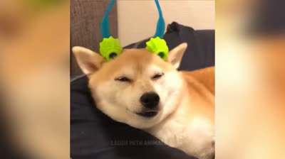 Laugh Out Loud: The Funniest Videos of the Day