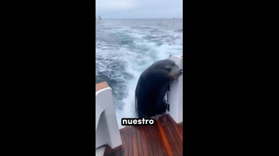 Los Mejores Videos Graciosos de Animales del 2024