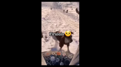 Videos Graciosos de Animales que Te Harán Reír sin Parar