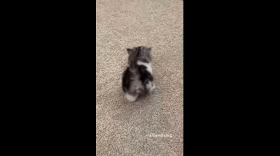 Videos Graciosos de Animales Divertidos y Locos