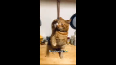 Videos Graciosos de Animales y Sus Travesuras