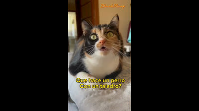 Videos Graciosos de Animales que Te Alegrarán el Día