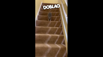 Videos Graciosos de Animales y Niños Jugando Juntos