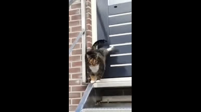 Videos Graciosos de Animales en el Zoológico