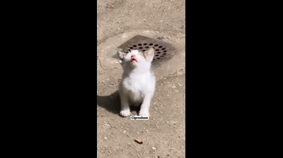 Videos Graciosos de Animales en la Granja