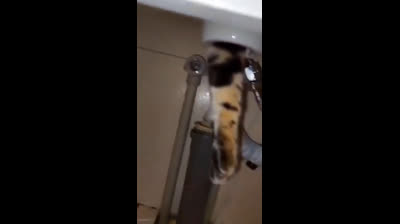 Videos Graciosos de Animales y Sus Mejores Momentos