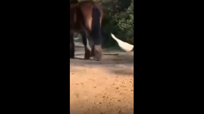 Videos Graciosos de Animales Captados en Cámara