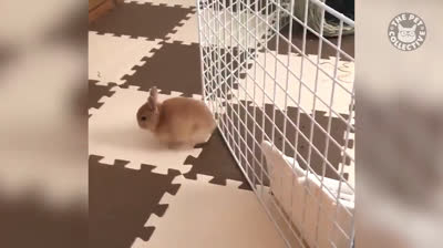 Videos Graciosos de Animales y Sus Aventura Más Alocadas