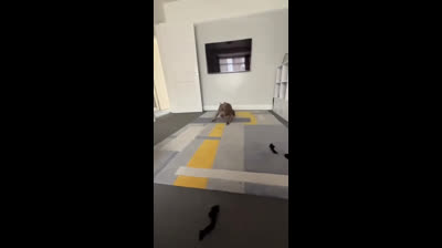 Videos Graciosos de Animales y Sus Fails Más Épicos