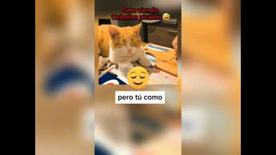 Videos Graciosos de Animales y Sus Momentos Más Tontos