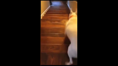 Videos Graciosos de Animales y Sus Mejores Imitaciones