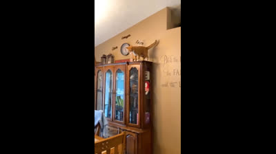 Videos Graciosos de Animales y Sus Amigos Humanos