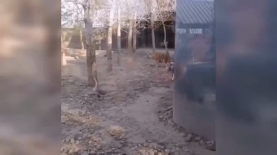 Risas Garantizadas: Compilación de Videos Graciosos de Mascotas