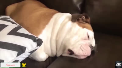 Momentos Cómicos: Videos Virales de Animales Haciendo Travesuras