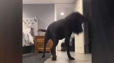 ¡No Pararás de Reír! Videos Chistosos de Animales en Situaciones Inusuales