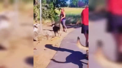 Tiernos y Graciosos: Compilación de Videos de Mascotas Haciendo Tonterías