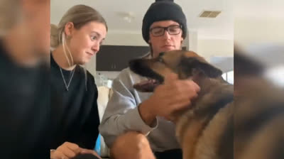 Momentos Ridículamente Divertidos: Videos de Animales en Su Mejor Momento