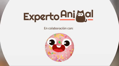 Momentos Graciosos: Los Videos Más Virales de Animales Traviesos