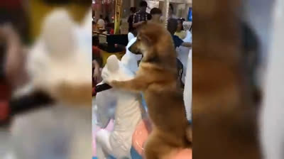 Risas Salvajes: Compilación de Videos Divertidos de Animales Silvestres