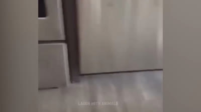 ¡Adorables y Divertidos! Los Mejores Videos de Mascotas Haciendo Payasadas