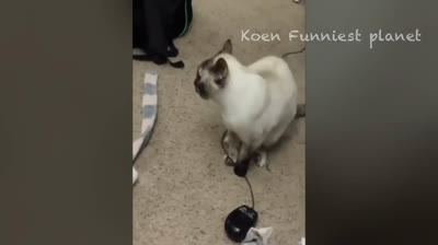 ¡No Podrás Parar de Reír! Los Videos Más Graciosos de Mascotas