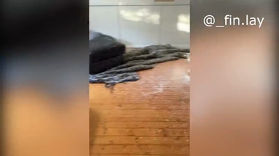 Diversión Animal: Videos Divertidos de Animales en Todo Su Esplendor