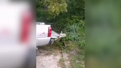 Risas Animadas: Compilación de Videos de Mascotas Traviesas